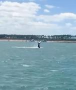 Inusual: ballena jorobada fue vista en Punta del Este