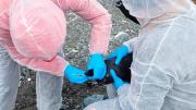 Por tercer año consecutivo, detectan influenza aviar en la Antártica Chilena