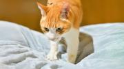 Qué significa cuando tu gato “amasa” tu cama antes de dormir y por qué es positivo