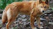 Polémica en Australia: sacrificarán perros dingos tras la muerte de una turista canadiense
