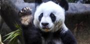 Buenas noticias para China: recupera a los últimos pandas y Japón pierde un negocio de US$ 128 millones al año