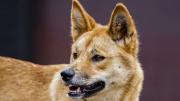 El debate sobre los dingos, los perros salvajes vinculados a la muerte de una canadiense en Australia