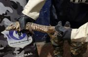 Rescataron una iguana que había entrado a una casa de la Capital