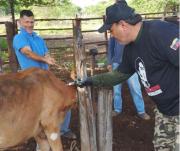 Más de dos mil 600 animales fueron vacunados contra la fiebre aftosa en Maracaibo