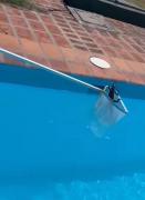 Heroico: vecino rescató a lagarto overo que se encontraba en su piscina