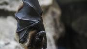 Nipah, el origen del virus que nació en murciélagos y hoy preocupa al mundo