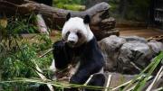 Japón se queda sin pandas tras 54 años: los últimos ejemplares regresaron a China