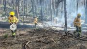 Principio de incendio forestal en Valle Magdalena: rápido y fuerte operativo para contener el fuego