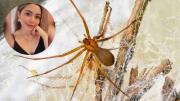 Araña violinista: el trágico caso de la joven que no sobrevivió a una picadura