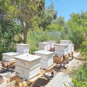 Apicultores del Elqui organizan congreso nacional en Vicuña y buscan incidir en políticas públicas