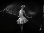 Pato al agua en el Colón