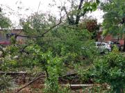 Árboles caídos, familias asistidas y problemas eléctricos: el saldo de la tormenta que azotó Mendoza