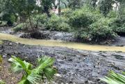 Purificación en el estero Salado eliminó el mal olor en ramal del norte de Guayaquil