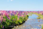 Magallanes se tiñe de color con los lupinos, una belleza tan fotogénica como invasora