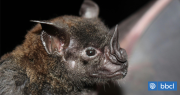 Activan protocolos por hallazgo de murciélago con virus de la rabia en el centro de Los Andes