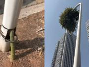 Ejemplo de resistencia: un bambú crece dentro de un poste de la luz