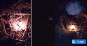 Forestal Arauco denuncia focos intencionales en Lebu: encontraron velas encendidas en medio de bosque