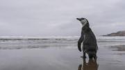 Últimos días para apoyar: el pingüino de Humboldt necesita tu ayuda para ser Monumento Natural de Chile