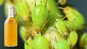 Cómo eliminar el pulgón de las plantas usando un chorro de vinagre