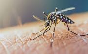 Dengue en Córdoba: alerta por alto riesgo de transmisión en viviendas