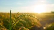 Acuerdo de BBVA y los productores de arroz impulsará la certificación internacional del cultivo en Uruguay