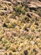 CONAF Tarapacá Confirma Inédito Avistamiento De 14 Guanacos En El Parque Nacional Volcán Isluga Tras Más De Una Década Sinregistros