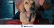 Un sanjuanino impulsa el Día del Perro Salchicha en San Juan con fines solidarios
