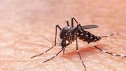 Confirman presencia de mosquito que transmite el dengue en bodegas del Aeropuerto de Santiago