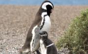 Nuevo streaming de Conicet: estudian a pingüinos de Chubut en su temporada de apareamiento