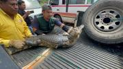 Gobernación cruceña rescata un lagarto de un domicilio en la Virgen de Luján