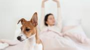 Dormir con mascotas: por qué perros y gatos pueden afectar el sueño de las personas