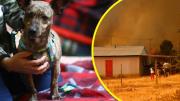 Incendios forestales: Así funciona plataforma creada para encontrar mascotas perdidas