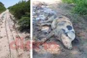 Con tractor, vecino de Icaño arrastró un chancho por 300 metros y lo dejó grave