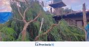 Cayó un árbol de gran porte sobre una vivienda en Santa Lucía