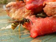 Avispas carnívoras: el problema para los turistas que veranean en el Sur y cómo prevenirlas