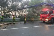 Bomberos de Quito atendieron emergencia por un árbol caído en la Simón Bolívar