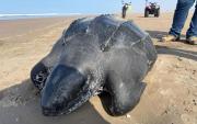 Tacna: Hallan sin vida a TORTUGA MARINA GIGANTE en peligro de extinción en playa de La Yarada–Los Palos