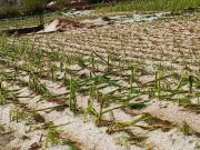 Lluvias dejan 95.000 familias damnificadas en el país; la cifra de municipios en desastre sube a 28