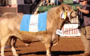 Toro Murray Grey de una cabaña bonaerense fue elegido campeón mundial de la raza