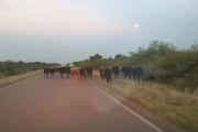 Accidente en Ruta 92: esquivó animales y perdió el control