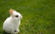 La RAE definió cómo se llama la cría del conejo, aunque pocos lo saben