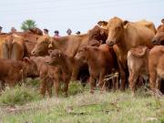 Trump, Milei y las relaciones carnales