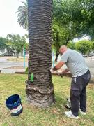 Intendencia de Soriano Completó el Tratamiento de 1.000 Palmeras Contra el Picudo Rojo
