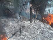 El fuego acechó al Parque Pereyra Iraola y dejó hectáreas arrasadas