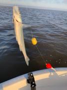 Postergaron la Pesca de la Boga