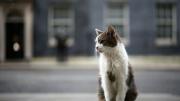 El gato Larry cumple 15 años como cazador oficial de ratones de la residencia del primer ministro de Reino Unido
