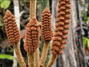 Descubren en el Amazonas una planta de la época de los dinosaurios