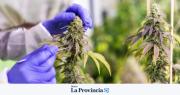Cannabis medicinal: la investigación sanjuanina da pasos firmes en el desarrollo de un nuevo producto