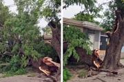 Susto en La Banda: enorme gajo de un árbol cayó sobre la vereda