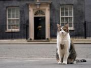 El famoso gato Larry cumplió 15 años viviendo en el 10 de Downing Street